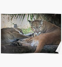 Facing Extinction - Florida Panther Poster
