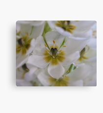 Weiße Sternblume - Ornithogalum 1 Leinwanddruck
