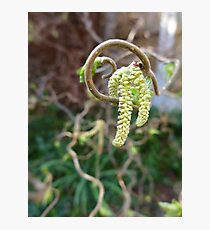 Catkins on the twisted willow Photographic Print