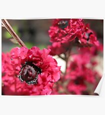 Pink Tree Flowers – Macro Close-Up Poster