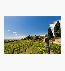 grapevine field in the italian countryside Photographic Print