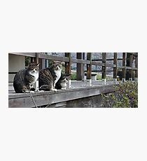 puss puss puss Photographic Print