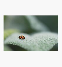 Ladybird Ladybird fly away home ... Photographic Print