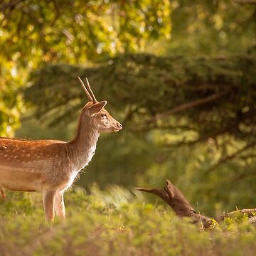 Artwork thumbnail, Deer in autumn light by AYatesPhoto