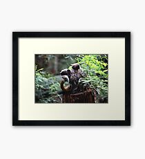 Taking a Piggyback ride on an Emperor Tamarin Framed Print
