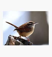 Carolina Wren in the morning sun Photographic Print