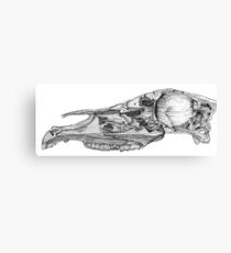 Woodcut Horse Skull Canvas Print