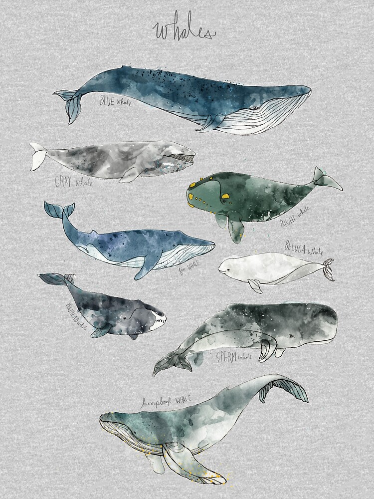 Whales by AmyHamilton
