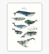 Whales Sticker