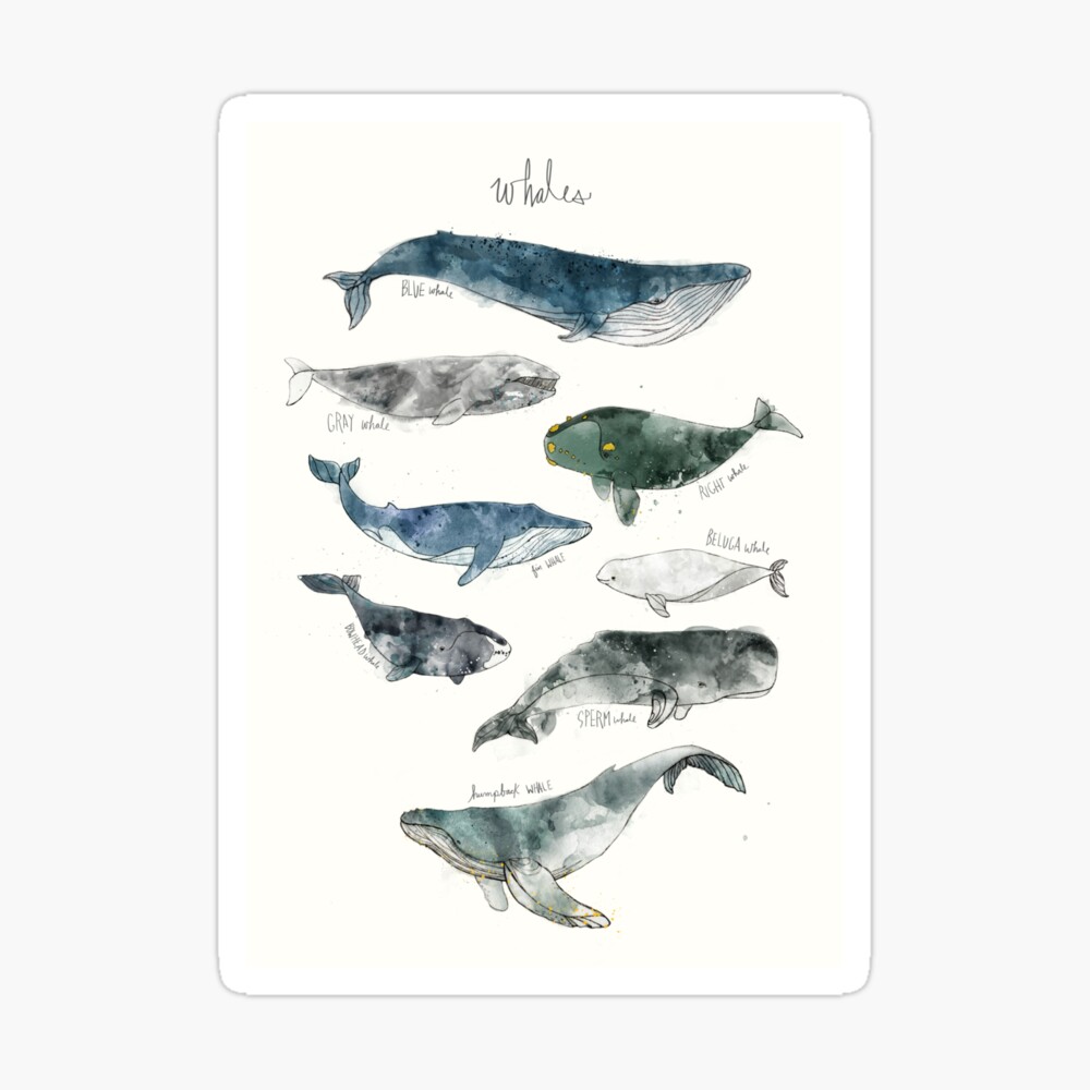 Whales Sticker