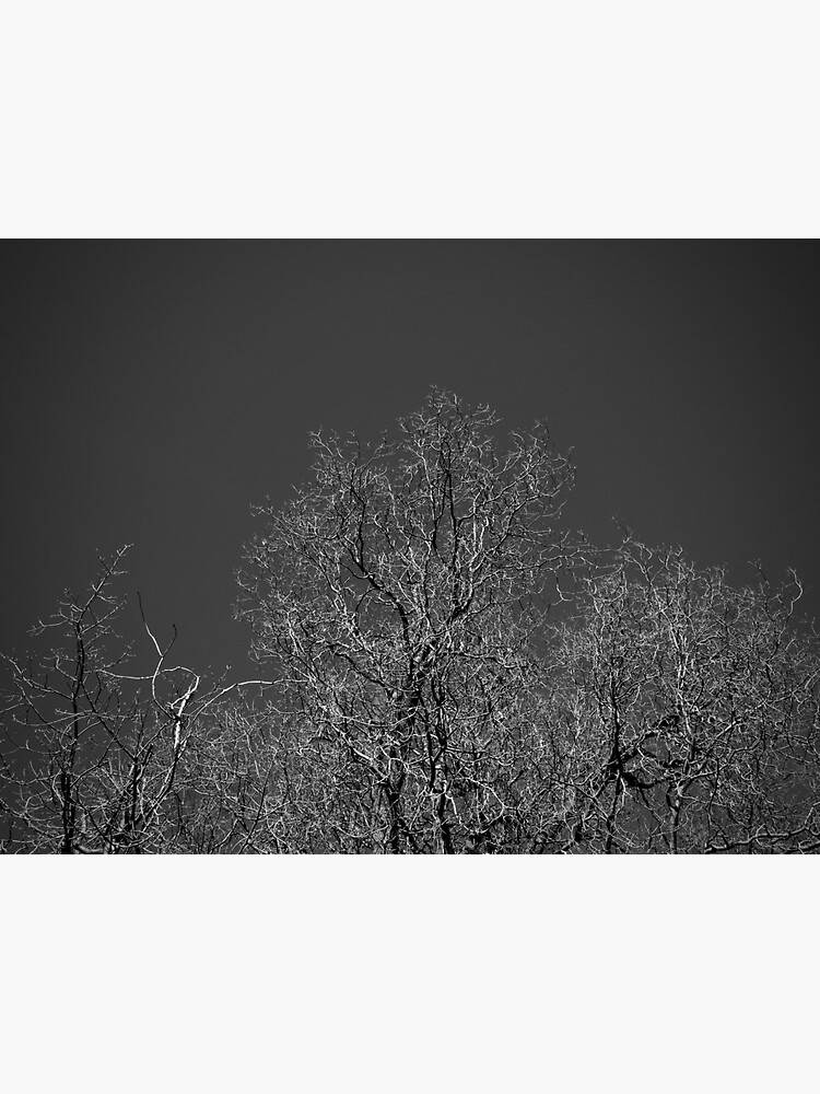 Trees and Sky by douglasewelch