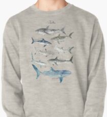 Sharks Pullover