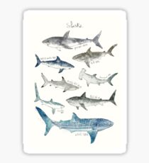 Sharks Sticker