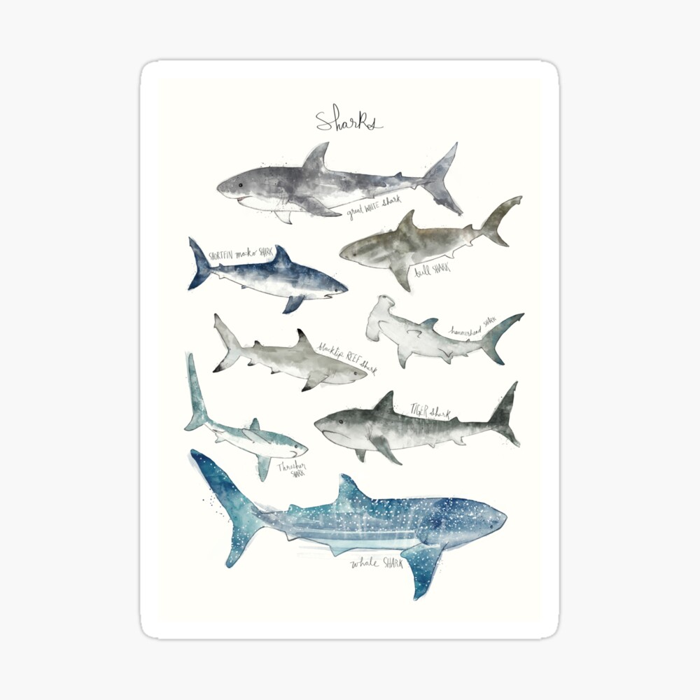 Sharks Sticker