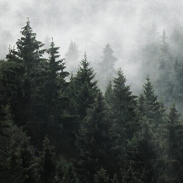 Artwork thumbnail, Waiting For // Misty Foggy Fairytale Forest With Cascadia Trees Covered In Magic Fog by tekay