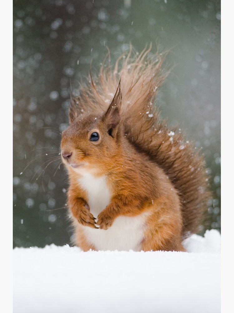 Cute Red Squirrel by NigelTinlin