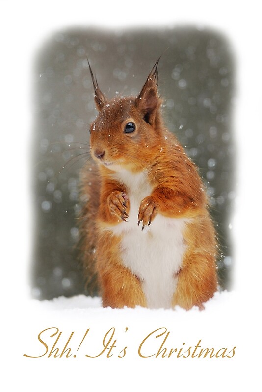 &ldquo;Red Squirrel Christmas Card&rdquo; by Nigel Tinlin | Redbubble
