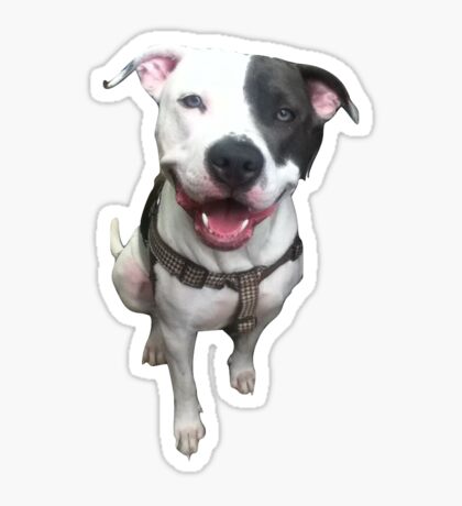 Pitbull Stickers | Redbubble