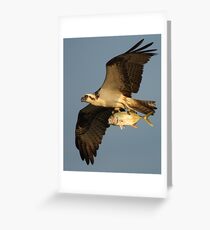 Osprey Fishing Greeting Card