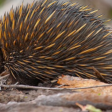 Artwork thumbnail, Echidna Snuffling for a Feed by RICHARDW