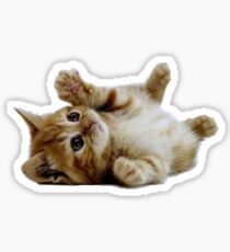 Cute Kitten Sticker