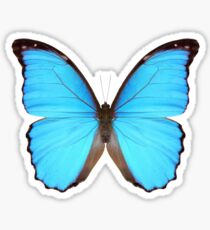 Blue Morpho Butterfly Sticker