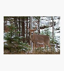 Bullet - White-tailed deer Photographic Print