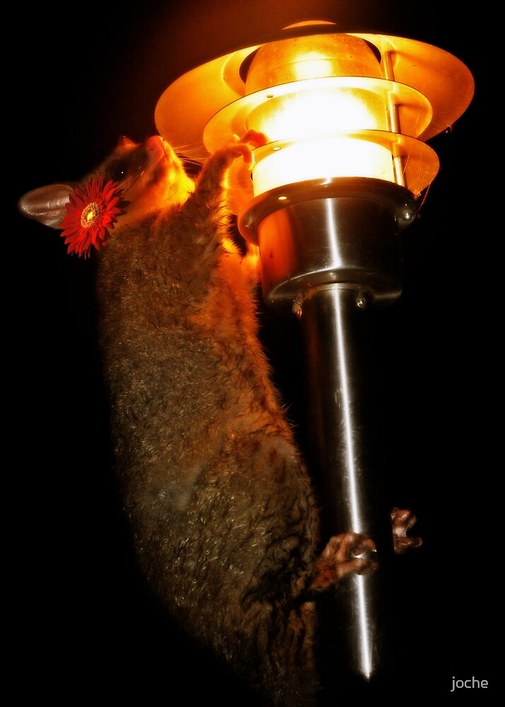 possum lamp