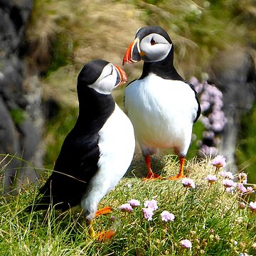 Artwork thumbnail, Staffa Puffins by davecurrie