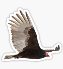 Isolated Turkey Vulture 2014-1 Sticker