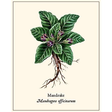 Botany Oversized TShirt Mandrake Herbal Tee Boho Witchy 