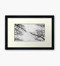 Branches Framed Print