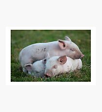 Three White Sleeping Piglets Photographic Print