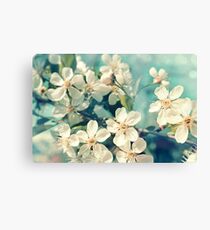Cherry blossom Canvas Print