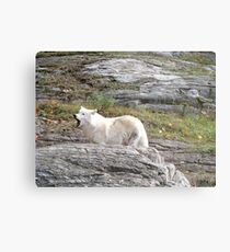 Loup Metal Print