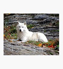 Loup Photographic Print