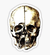Leonardo Da Vinci Skull Sticker
