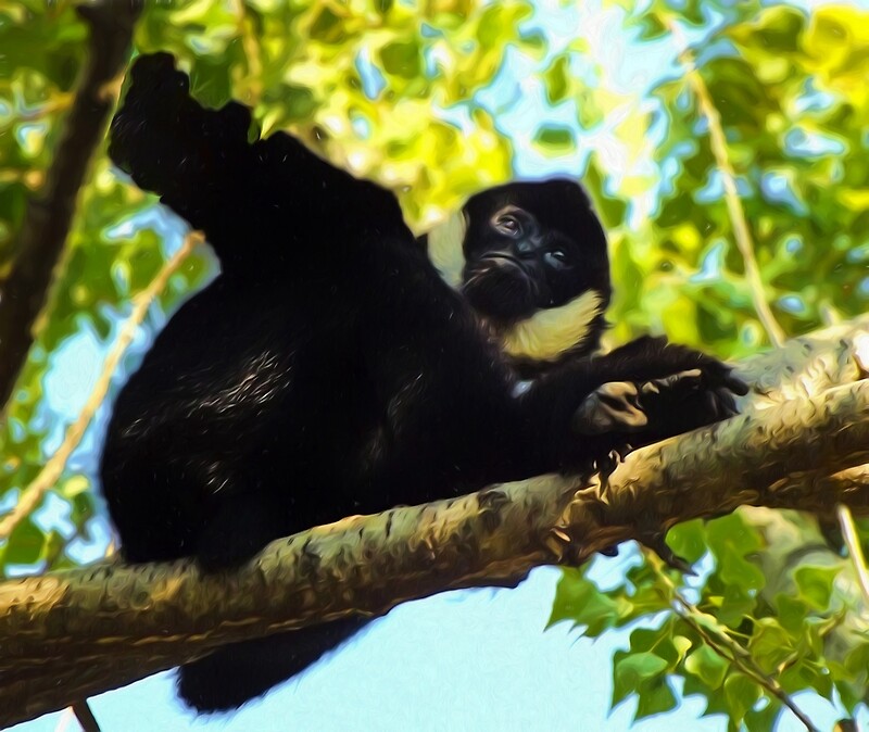 "Gibbon" by Guardi71 Redbubble