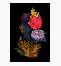Leaf Cluster Photographic Print
