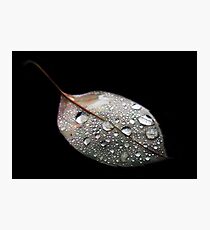Waterdrop Leaf Photographic Print