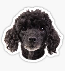 cute little poodle Sticker