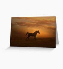 Arabian Horse and Sunset Greeting Card