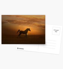 Arabian Horse and Sunset Postcards