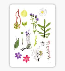 Herbarium / Herbier #2 Sticker