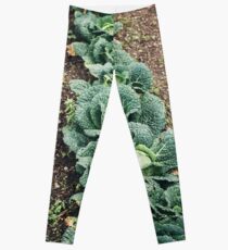 Cabbage Row Leggings