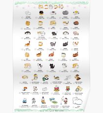 CAT COLLECTER POSTER Poster