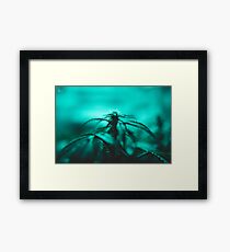 Untitled Framed Print