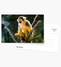 Perched Postcards