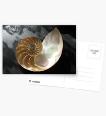 Chambered Nautilus Postcards