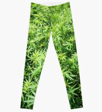 Marijuana Leggings
